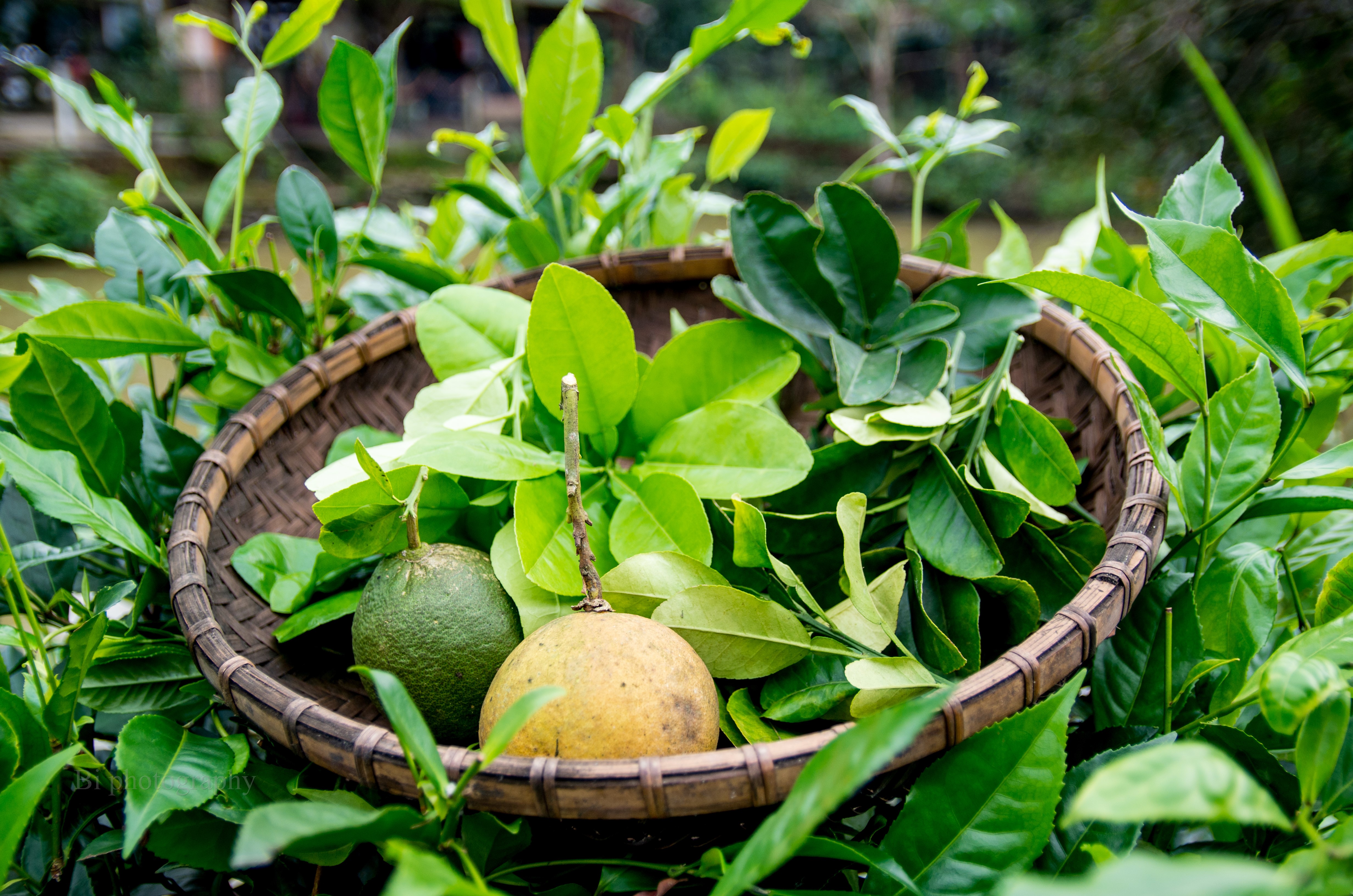 
L&aacute; bưởi
