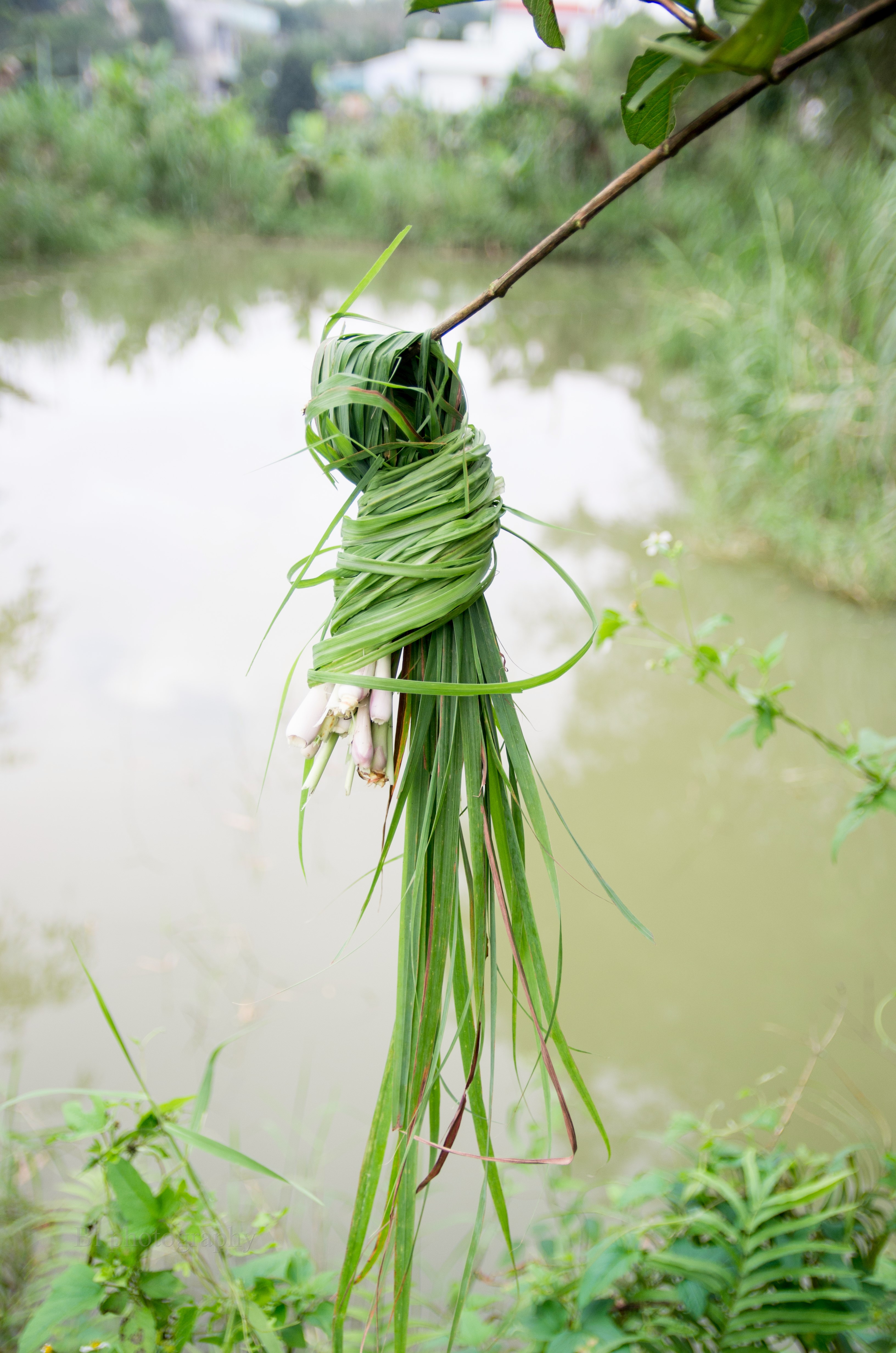 
L&aacute; sả
