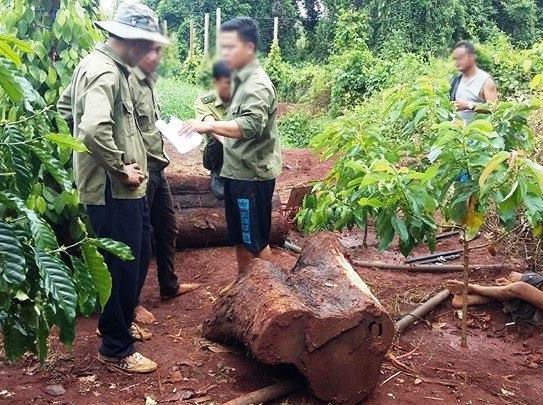 Đột nhập khu bảo tồn, cưa hạ cây thủy tùng 500 tuổi