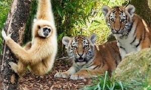 "Chúa tể sơn lâm" phát điên vì bị khỉ trêu chọc
