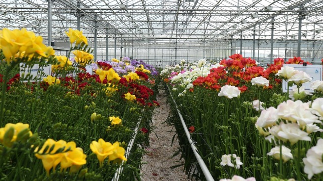 "Vén màn bí mật" trong những nông trang Hà Lan