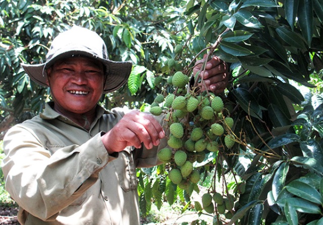 Vua vải Lục Ngạn bên bờ sông K’Rông Nô