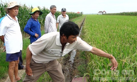Thiệt hại hàng trăm triệu đồng do mua nhầm lúa giống