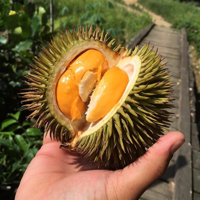 Sầu riêng mini Thái Lan "cháy hàng" vì khách tò mò