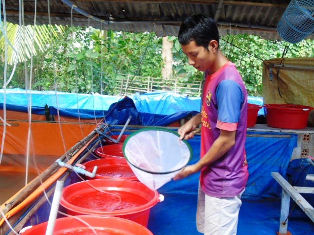 "Vua" lươn giống ở Cần Thơ