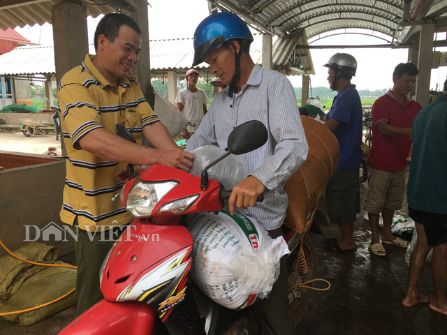 “Gia Cát Lượng” ương cá giống ở Bắc Giang