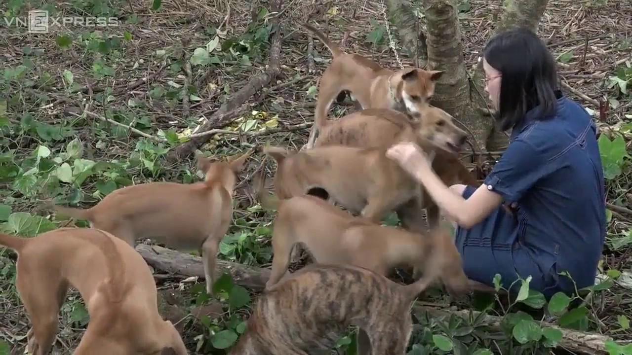Trang trại chó Phú Quốc tiền tỉ của cô gái trẻ