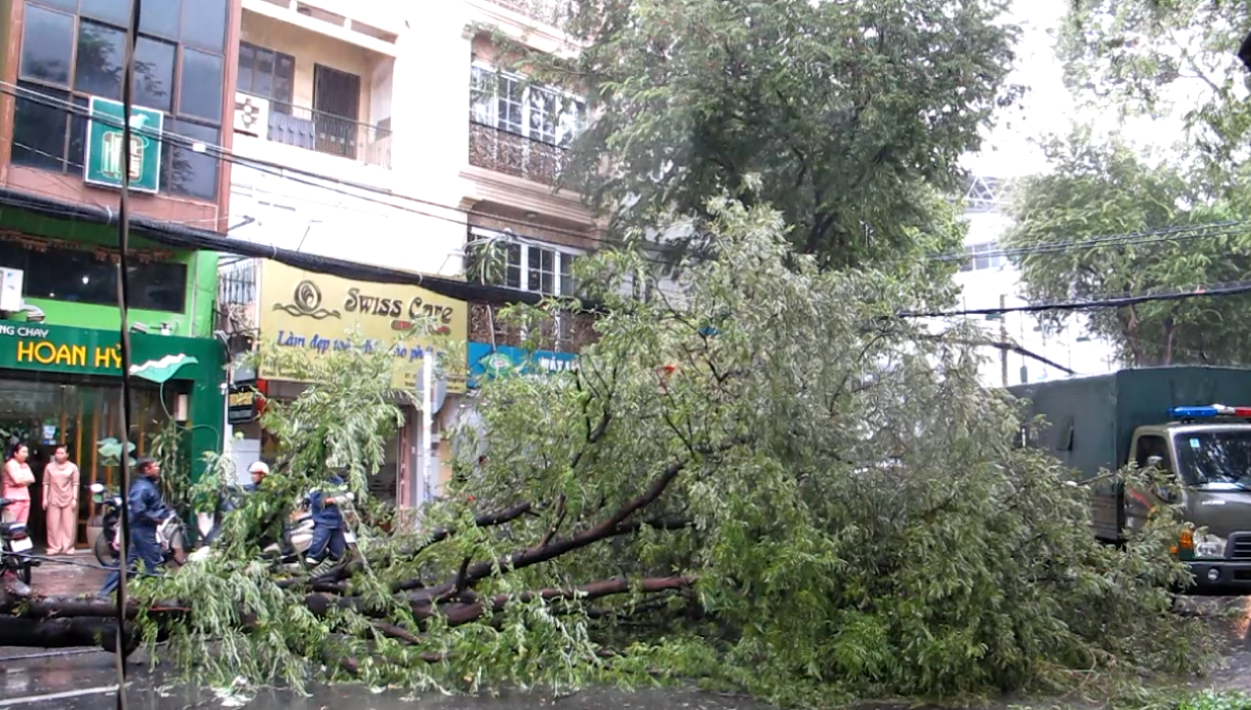 TP HCM: Cây xanh bật gốc đè cả người lẫn xe