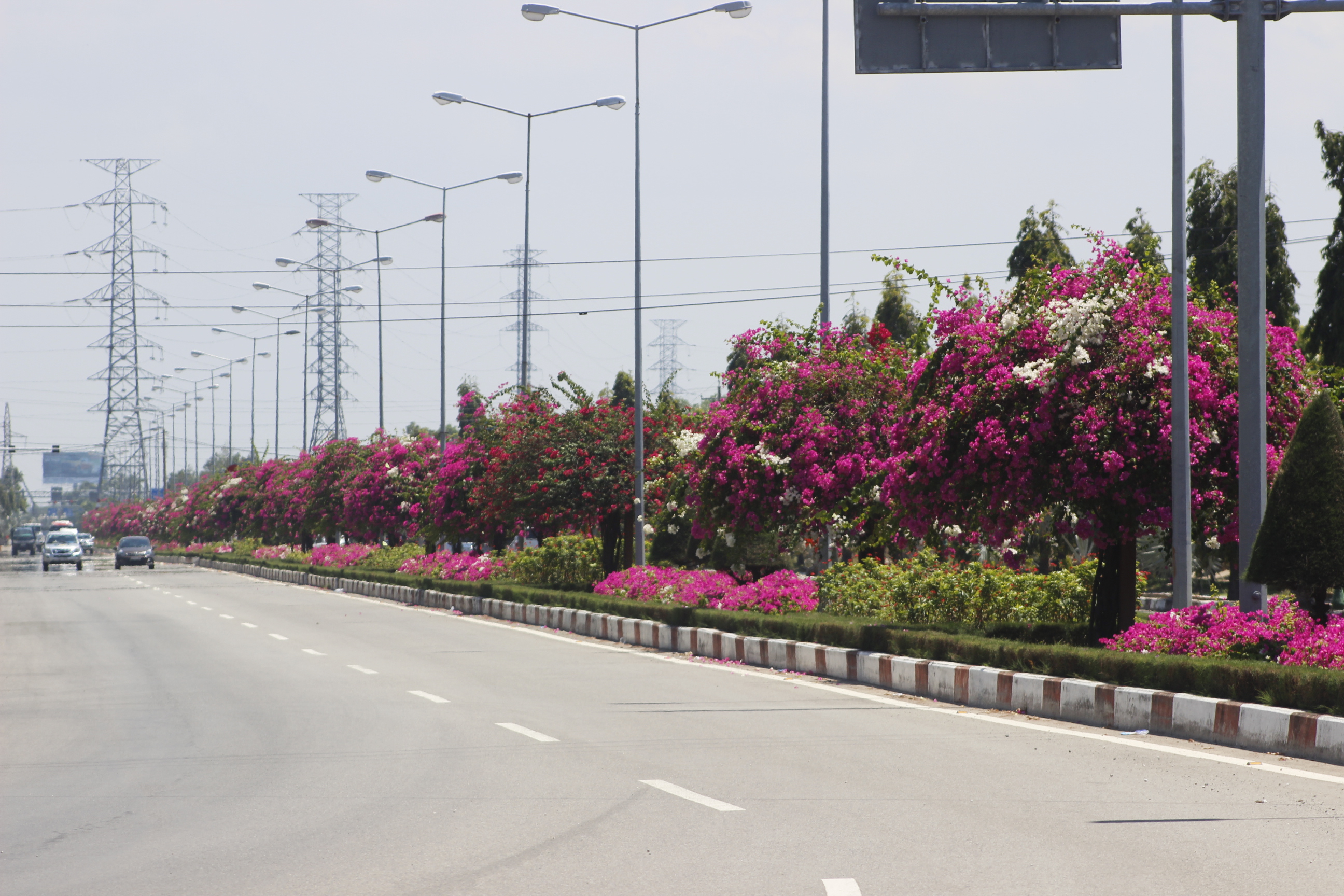 Đi tới đoạn eo Ông Từ, màu đỏ của hoa giấy bao trùm lên toàn tuyến đường. Dường như cái nắng, gió của biển chẳng thể nào hủy diệt được sức sống bền bì, dẻo dai của loài hoa này. Trời càng nắng, hoa giấy càng nở rộ.