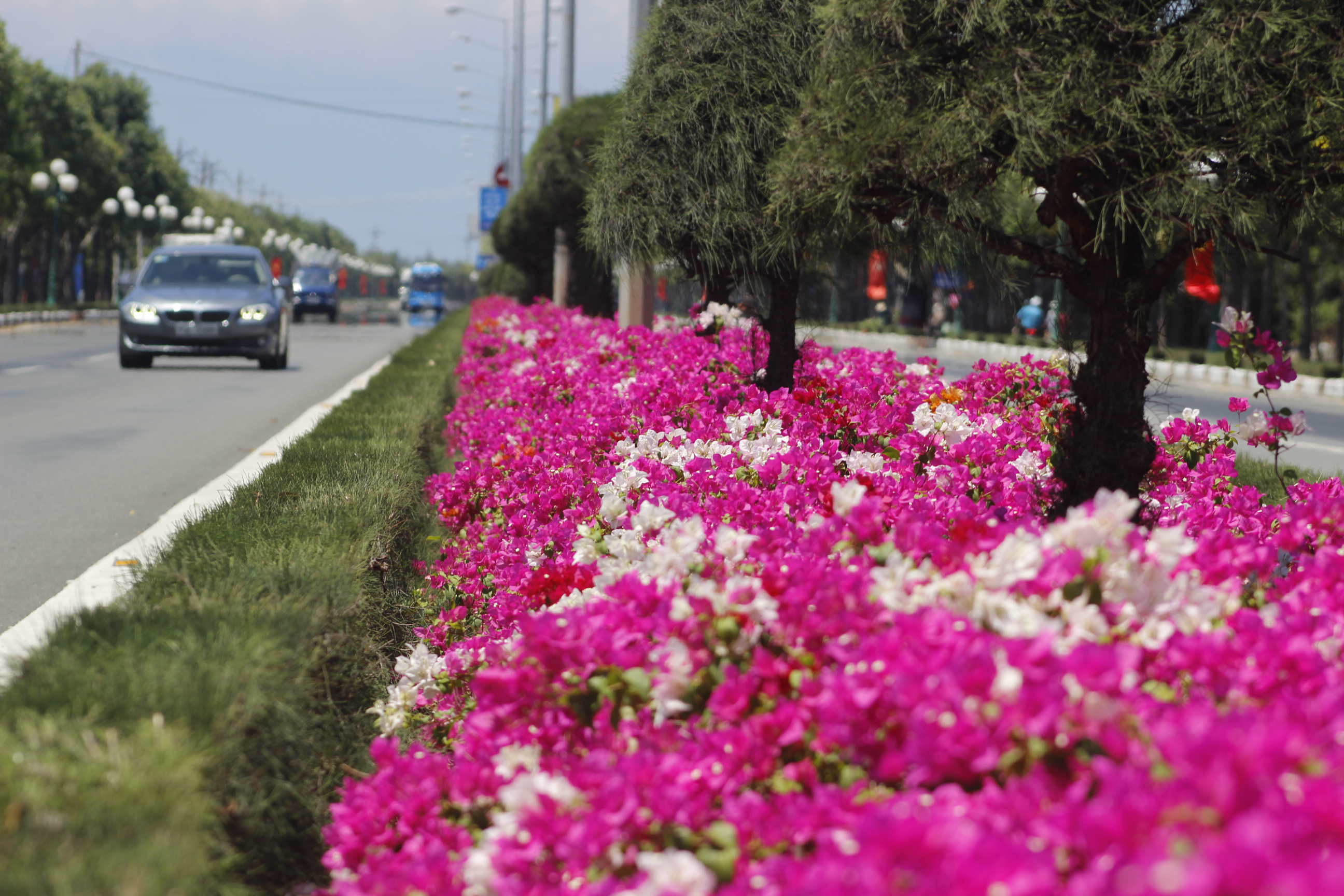 Đường được thiết kế với dải phân cách giữa trồng thảm hoa và cây dương cắt tỉa công phu. Trên vỉa hè, hai hàng cây Muồng hoàng yến được trồng thẳng tắp với những nhánh hoa màu vàng kiêu hãnh.