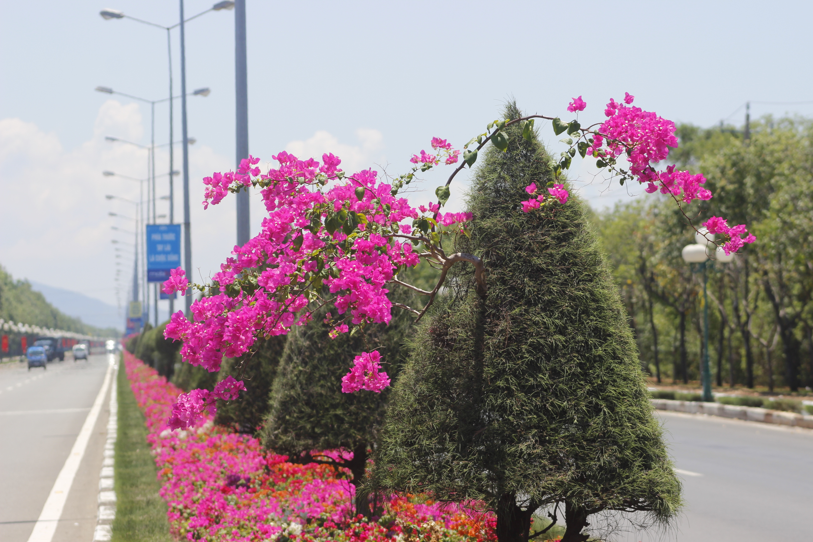 Không chỉ trải ra từng thảm nằm sát mặt đất, những chùm hoa giấy len vào giữa những cây dương, chìa cành hoa đủ sắc màu ra đón ánh nắng. Chính nền xanh của cây dương lại tạo thành điểm nhấn cho hoa giấy khoe sắc rực rỡ.