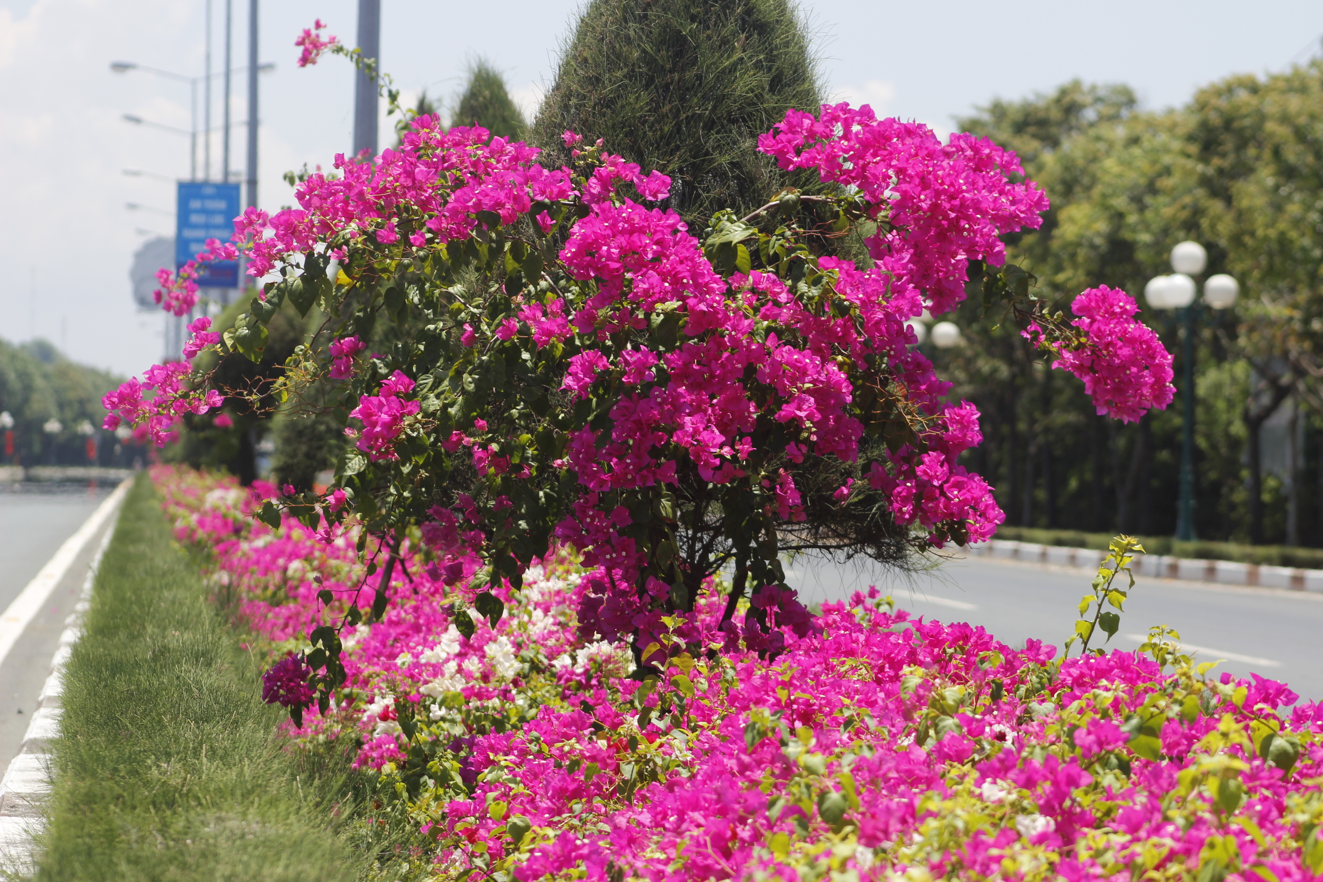Đây là loài hoa không hương nhưng khiến ai cũng ngoái nhìn. Hoa giấy đã góp phần làm đẹp thêm cho mùa hè sôi động.