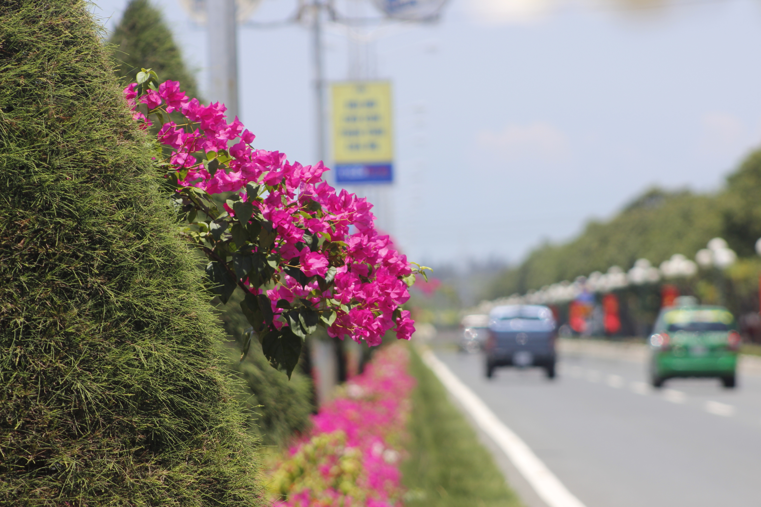 Để con đường có được những vẻ đẹp trên, phải kể đến sự cần mẫn, chăm chỉ của những công nhân áo xanh đã ngày đêm chăm sóc. Nhất là vào những ngày hè oi ả, việc cắt tỉa cây, chăm bón từng bông hoa được các công nhân cẩn thận hơn.