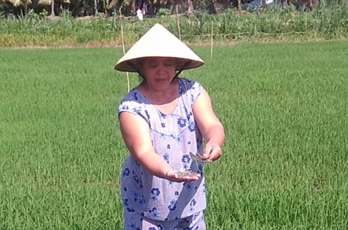 Truy tìm kẻ rải miểng chai đầy ruộng lúa