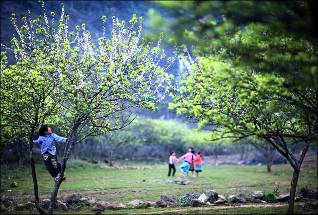 Mộc Châu vào mùa hoa mơ