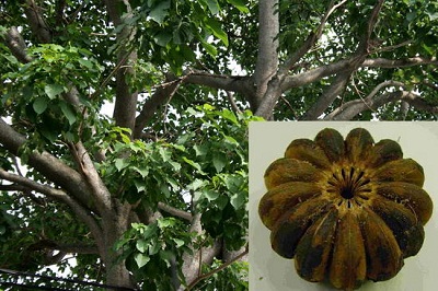 Thêm 37 học sinh đi cấp cứu vì ăn hạt cây ngô đồng