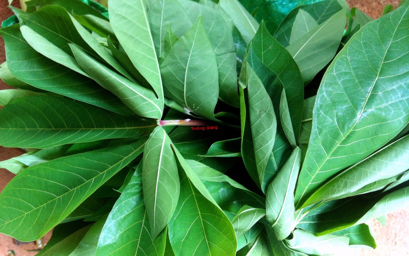 Canh rau sắn nấu cá: Đặc sản miền trung du Phú Thọ - Ảnh 2.