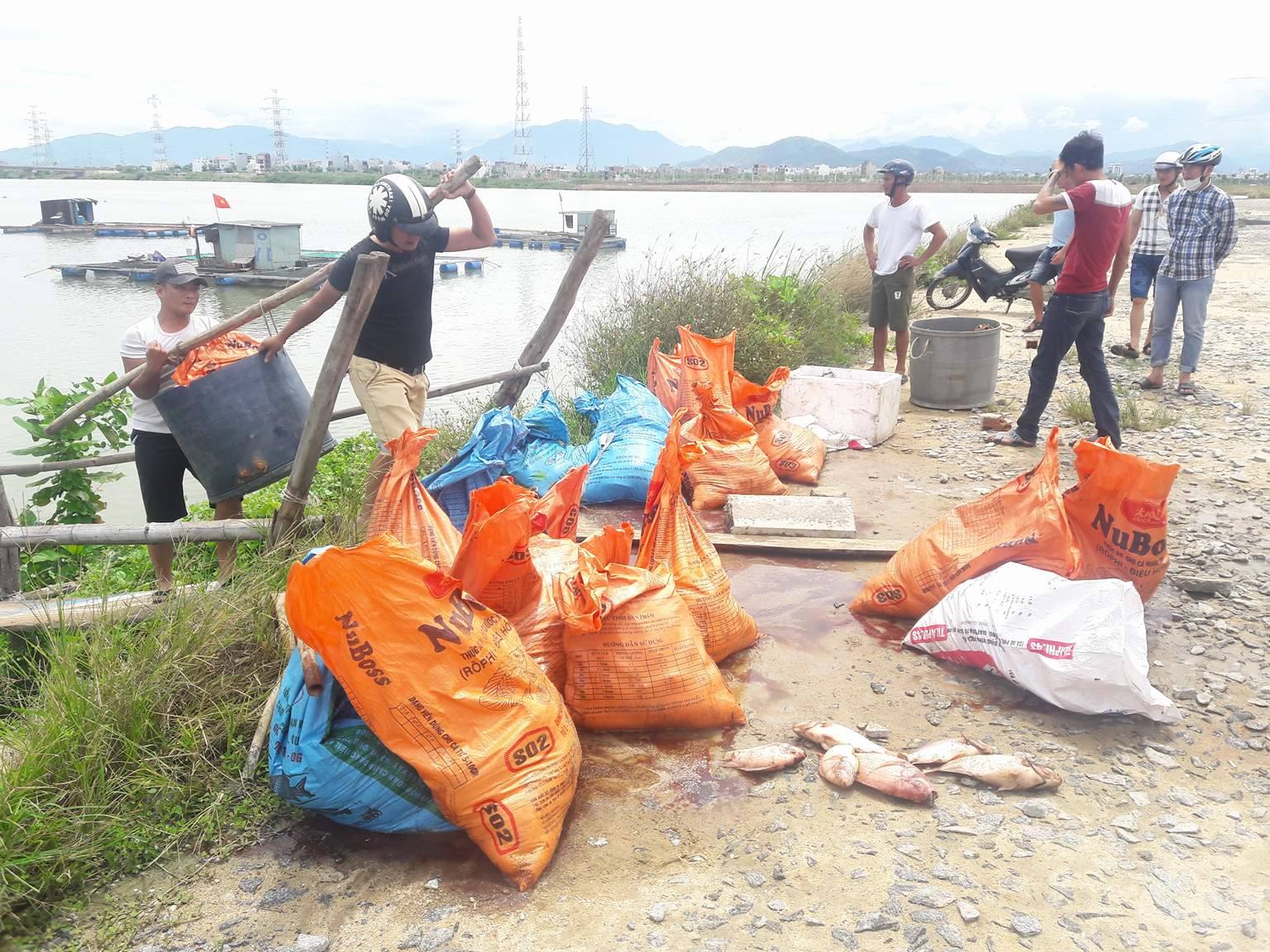 Đ&agrave; Nẵng:  Hơn 20 tấn c&aacute; nu&ocirc;i chết h&agrave;ng loạt chưa r&otilde; nguy&ecirc;n nh&acirc;n - Ảnh 4.