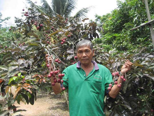 Thăm vườn nhãn tím độc lạ ở Sóc Trăng