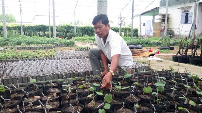 "Ẵm" vài tỉ đồng mỗi năm nhờ trồng nho giống