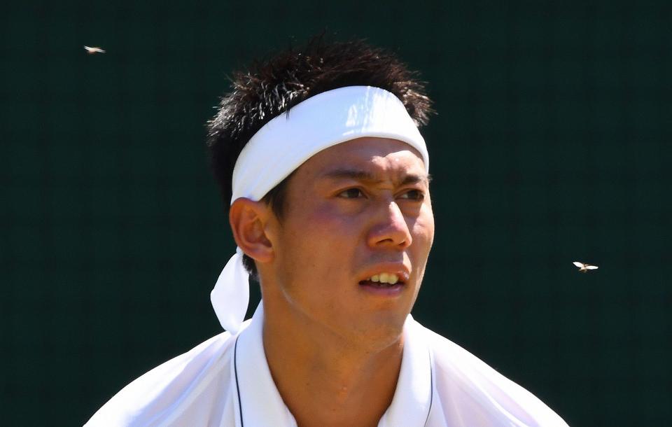 Wimbledon khổ vì kiến cánh - Ảnh 4.