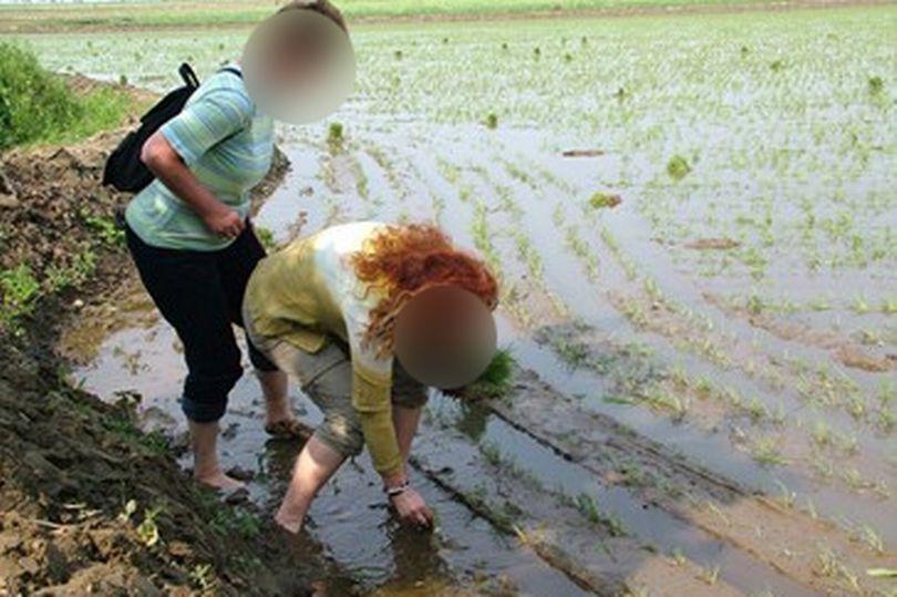 Triều Tiên cho du khách lên bờ, xuống ruộng - Ảnh 1.