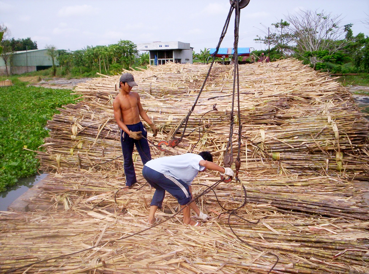 Lũ và triều cường đang đe dọa ruộng mía ở ĐBSCL - Ảnh 8.