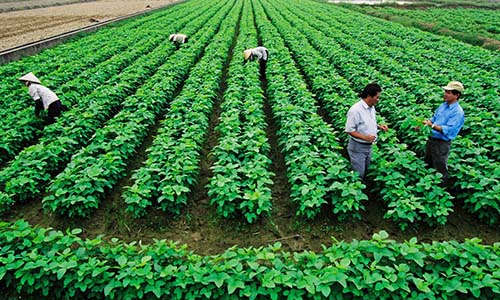 Gỡ khó cho đầu tư nông nghiệp, nông thôn