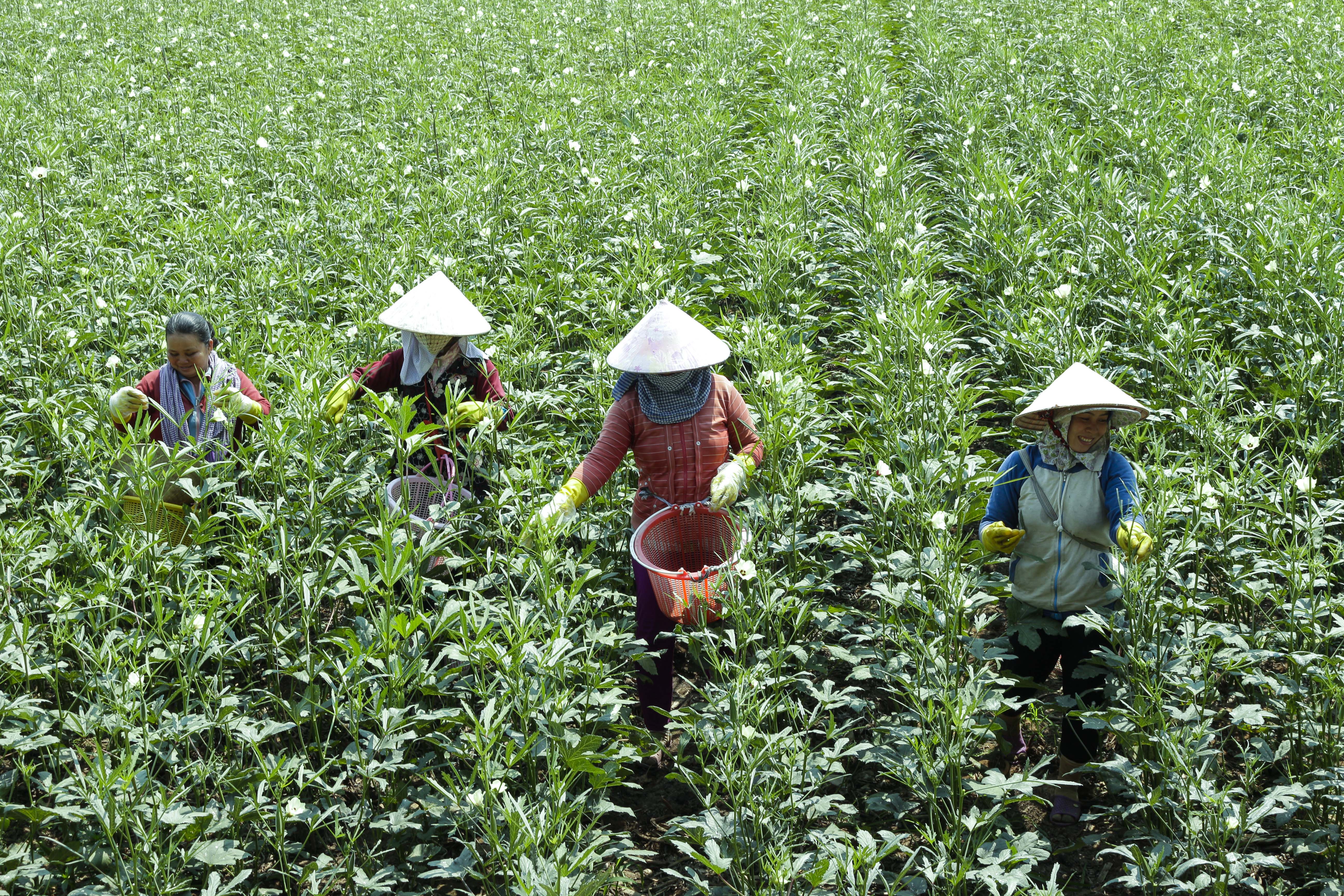 Nông dân vùng biên giới An Giang trồng đậu bắp Nhật thu nhập gấp 2-3 lần so với cây lúa