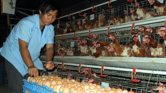 Sau thịt heo, trứng gà sắp phải giải cứu?