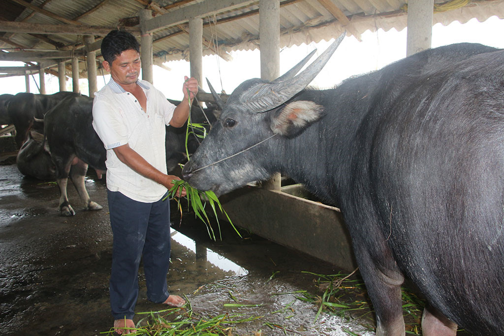 Nuôi trâu thành tỉ phú