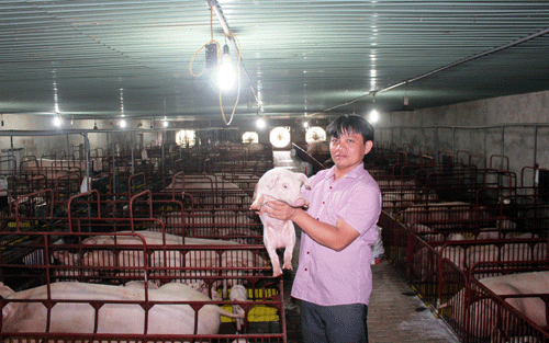 Sắm xế hộp tiền tỉ nhờ&hellip; nu&ocirc;i heo - Ảnh 1.
