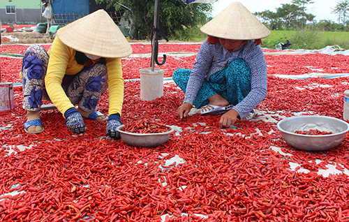 Đu đủ miền Tây 500 đồng/kg, giá ớt giảm 10 lần - Ảnh 3.