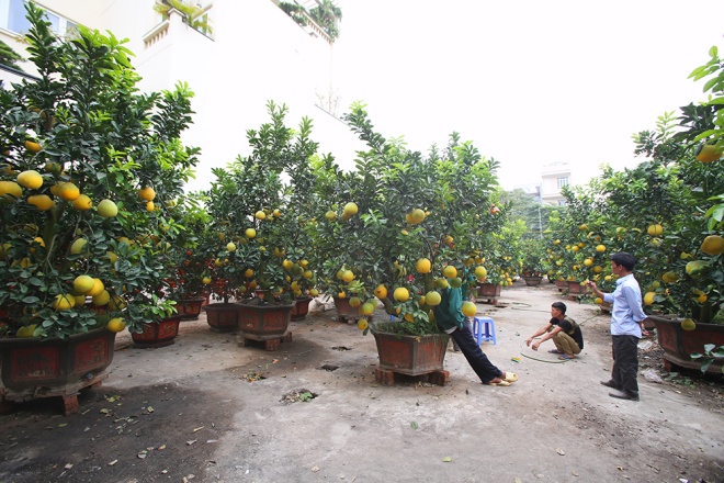 Anh Vũ Văn Tư (35 tuổi) hiện l&agrave; chủ vườn c&acirc;y cảnh tại đường &Acirc;u Cơ (H&agrave; Nội), trong vườn của anh c&oacute; 80 gốc bưởi trưởng th&agrave;nh, mỗi c&acirc;y cấy gh&eacute;p từ 70 đến 200 quả, gi&aacute; dao động 20 đến 40 triệu đồng/một c&acirc;y.