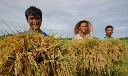 'Cởi trói' cho xuất khẩu gạo: Mới giải quyết phần ngọn