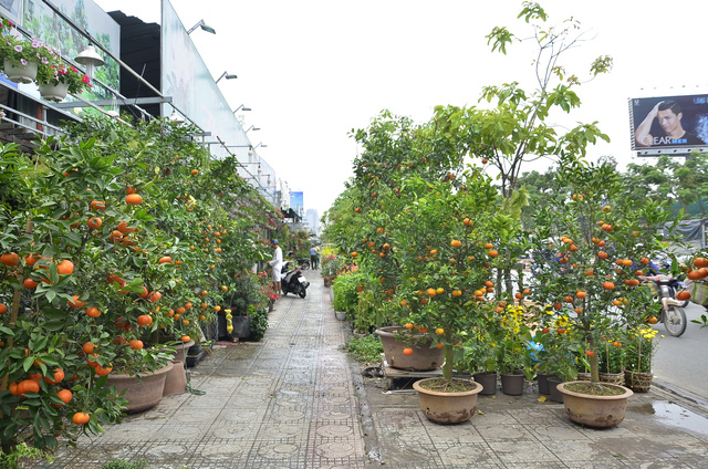 Qu&yacute;t hồng trồng chậu được b&agrave;y b&aacute;n tr&ecirc;n vỉa h&egrave; ở TPHCM