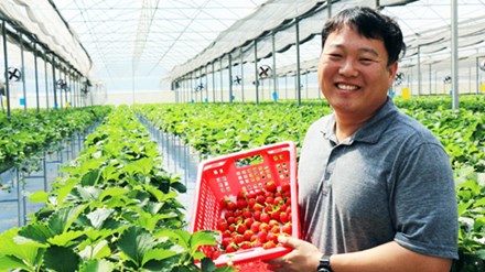 Người Hàn trồng dâu tây tại Đà Lạt