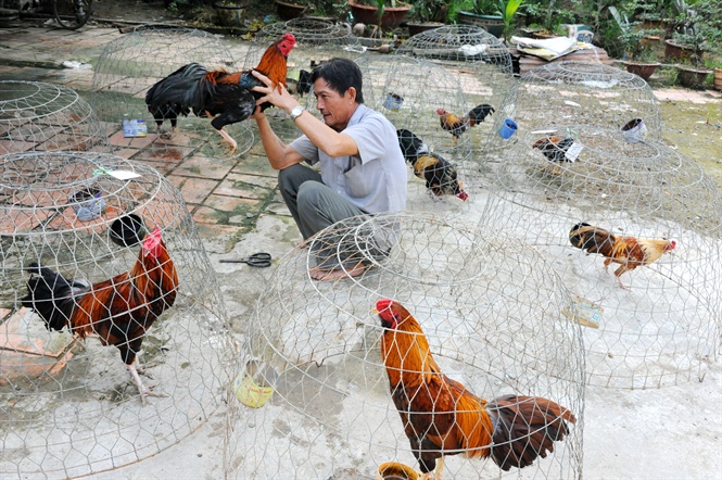 Làng nuôi gà đá nhiều nhất ở 3 xã Vĩnh Bình, Long Thới và Vĩnh Thành (huyện Chợ Lách - Bến Tre)