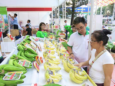 Chuối xuất khẩu đi Nhật được giới thiệu tại một triển lãm tổ chức mới đây tại TP HCM. Ảnh: QH
