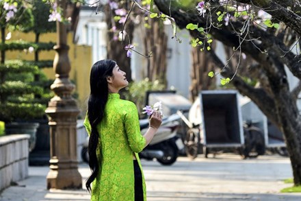 Trên nhiều tuyến đường ở thủ đô Hà Nội, những nhành hoa ban của núi rừng Tây Bắc đang bừng nở khoe sắc