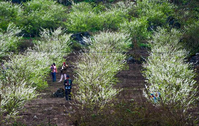 Cuối tuần hẹn h&ograve; m&ugrave;a hoa mận trắng ở Mộc Ch&acirc;u