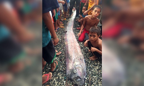 Cá mái chèo liên tục dạt bờ, Philippines lo động đất lớn