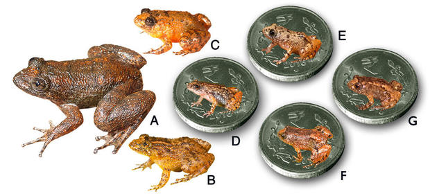 7 loài “ếch đêm” mới được phát hiện: A. Radcliffe, B. Athirappilly, C. Kadalar, D. Sabarimala, E. Vijayan, F. Manalar, G. Robin Moore. Ảnh: CBS News