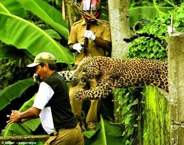 Một con báo đã trốn thoát khỏi Sanctuary Wildlife Mahananda ở Ấn Độ, đã rất hung dữ khi bất ngờ tấn công người đàn ông. Tuy nhiên, người đàn ông may mắn sống sót, con báo đã bị bắn chết