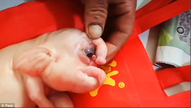 Heo con một mắt, có vòi voi gây sốc