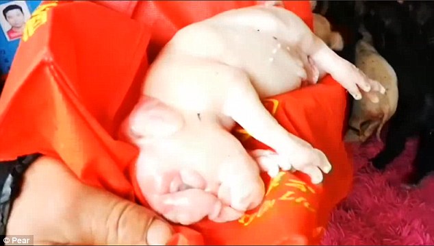 Heo con tội nghiệp kh&ocirc;ng thể sống s&oacute;t. N&oacute; chết chỉ 2 giờ sau khi ra đời. Ảnh Pear