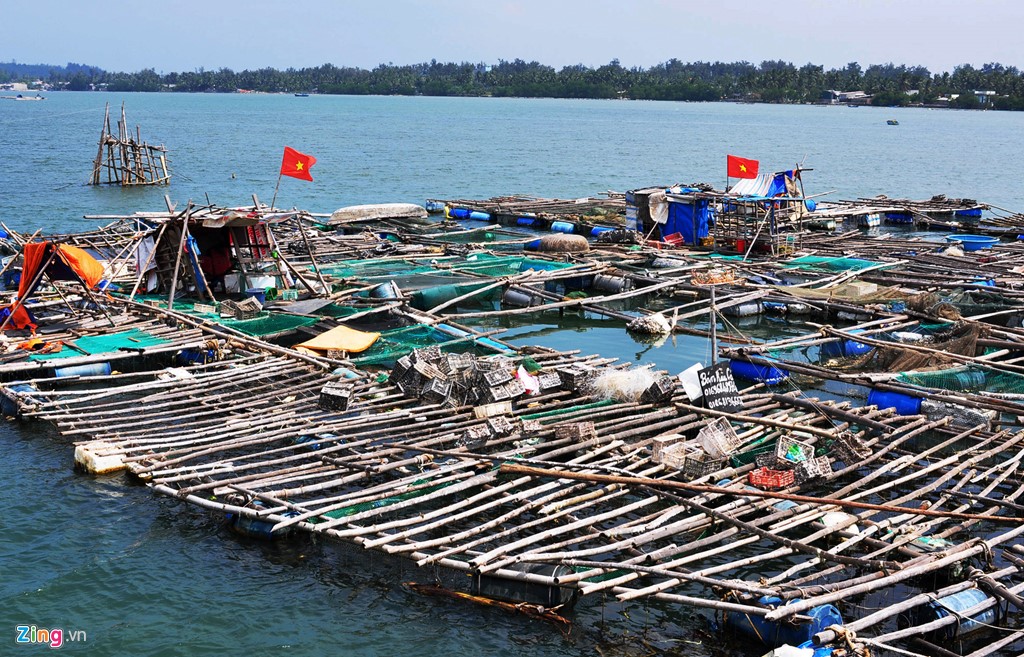 Đầu năm 2012, tình cờ xem chương trình khuyến ngư trên truyền hình, ông Văn Công Thanh (ngụ xã Phổ Thạnh, huyện Đức Phổ) cảm thấy thích mô hình nuôi hàu sữa và tích góp vốn liếng, tìm hiểu kỹ thuật nuôi
Quyết chí làm ăn, ông Thanh không quản ngại đường xa vào Viện Nghiên cứu Nuôi trồng thủy sản III (RIA III, Khánh Hòa) học hỏi kỹ thuật, mua con giống hàu sữa Thái Bình Dương về nuôi thử nghiệm ở vùng cửa biển quê nhà. Thấy gia đình ngư dân này liên tiếp hai năm nuôi hàu sữa thu lãi hàng trăm triệu đồng, nhiều hộ gia đình ở địa phương đổ xô nuôi hàu sữa vùng biển nơi đây.
Theo các ngư dân Sa Huỳnh, nuôi hàu là nghề có vốn đầu tư thấp, kỹ thuật nuôi đơn giản, đỡ tốn công chăm sóc, ít rủi ro, lợi nhuận cao phù hợp với người dân vùng ven biển, hải đảo. Hàu sữa trưởng thành chủ yếu ăn thực vật phù du, mùn bã hữu cơ, tảo có trong môi trường biển
Hàu sữa được treo trong lồng bè cách mặt nước khoảng 30 cm. Trung bình mỗi tuần, người nuôi vệ sinh cho hàu theo định kỳ, sửa chữa thiết bị nuôi, diệt cua, sao biển, ốc… Khâu này cũng là công đoạn quan trọng nhất để cho hàu chóng lớn. Hàu sữa thương phẩm đạt kích cỡ gần bằng nửa bàn tay (10 con cân đạt một kg) có thể xuất bán. Với giá 35.000 đồng mỗi kg, trung bình hàng năm mỗi gia đình nuôi hàu nơi đây xuất bán hàu sữa thu lãi hơn 120 triệu đồng.
Không chỉ nuôi hàu sữa, khoảng 90 hộ ngư dân xã Phổ Thạnh còn đóng lồng, bè nuôi các loài cá mú, cá hồng, cá bớp và tôm hùm. Sau 12 đến 15 tháng nuôi, chủ lồng có thể xuất bán tôm hùm với cân nặng 1 kg đến gần 1,5 kg. Theo giá thị trường hiện nay, mỗi kg tôm hùm có giá từ 1,2 đến 1,6 triệu đồng, có thời điểm các hộ dân nơi đây thu về mỗi vụ hơn 300 triệu đồng, ông Nguyễn Hạnh (ngụ xã Phổ Thạnh) thổ lộ.
Ông Đỗ Văn Được (ngụ xã Phổ Thạnh), cho hay vùng cửa biển Sa Huỳnh kín gió, dòng hải lưu liên tục chảy hội tụ nhiều yếu tố thuận lợi nuôi trồng các loài thủy sản tổng hợp. Lợi thế nuôi trồng thủy sản nơi đây là thức ăn vừa tươi lại vừa rẻ, gần vùng cửa biển, thu mua bà con được con giống khỏe từ tự nhiên nên các loài cá, tôm hùm phát triển tốt, ông Được nói.
Nguồn thức ăn tươi để nuôi cá bớp ở vùng biển Sa Huỳnh này dồi dào. Còn thức ăn cho tôm hùm nơi đây cũng phong phú gồm sò, cá tạp, cua, ghẹ, cầu gai... Sau 10 tháng nuôi, mỗi con cá bớp có thể đạt từ 7 đến 9 kg, được bán với giá 120.000 đồng/kg trở lên, tuỳ thời điểm.
Theo ngư dân Sa Huỳnh, việc đa dạng hóa, nuôi trồng tổng hợp các loại thủy sản vừa phòng ngừa rủi ro thua lỗ vừa tạo thu nhập thường xuyên ổn định suốt năm cho mỗi gia đình nuôi nơi đây. Ông Nguyễn Nhành (ngụ xã Phổ Thạnh), chia sẻ mỗi gia đình phải chi ít nhất vài chục triệu đến vài trăm triệu đồng để đầu tư lồng bè, mua con giống tôm hùm, cá bớp, cá mú… Do đó, gia đình nào cũng làm lều túc trực để bảo vệ tài sản. Theo ông, vùng nuôi thủy sản ở vùng cửa biển Sa Huỳnh chỉ cách tuyến quốc lộ 1 khoảng 500 m lại gần sát đường giao thông nên thương lái về đây thu mua tôm hùm, các loài cá, hàu sữa tiết kiệm được nhiều chi phí vận chuyển.
Trao đổi với Zing.vn, ông Nguyễn Duy Trinh, Chủ tịch UBND xã Phổ Thạnh, cho hay địa phương có khoảng 90 hộ nuôi trồng thủy sản ở vùng cửa biển Sa Huỳnh.
Nhờ không ngừng học hỏi kỹ thuật, đa dạng hóa nuôi trồng các loại thủy sản nên hàng năm mỗi hộ ngư dân bán sản phẩm thu lãi từ 150 đến hơn 300 triệu đồng góp phần tạo bước phát triển đột phá cho làng chài nơi đây, ông Trinh nói.
