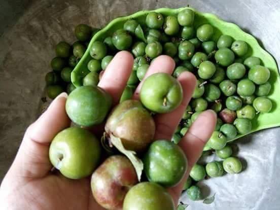 Bán mận xanh, lãi 20 triệu đồng/tháng