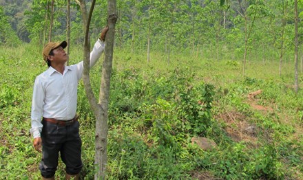 Phập phồng với lãi từ cao su