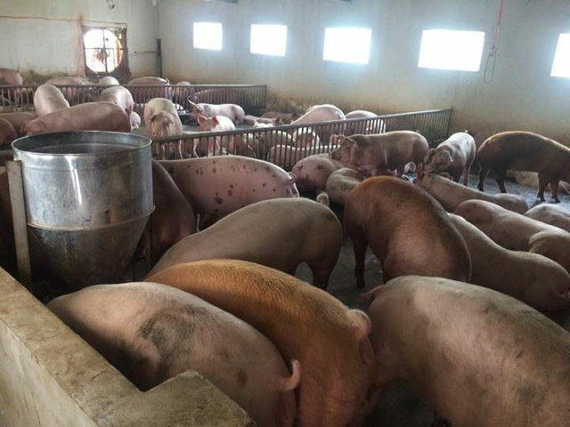 
Người chăn nu&ocirc;i lợn đang đứng b&ecirc;n bờ vực ph&aacute; sản khi gi&aacute; lợn giảm mạnh
